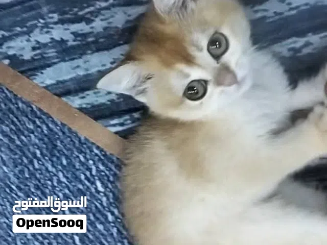 سكوتش فولد جولد