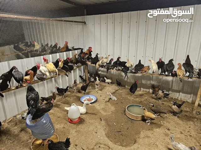 للبيع دجاج مشكل بياض