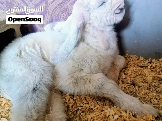 ثلاث معزا شامي وفحل نخب اول نوادر شكل ولون وراس تووووب