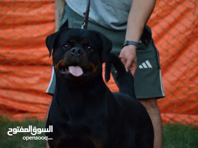 انثى منتجة مستوردة من صربيا مع جميع اوراقها