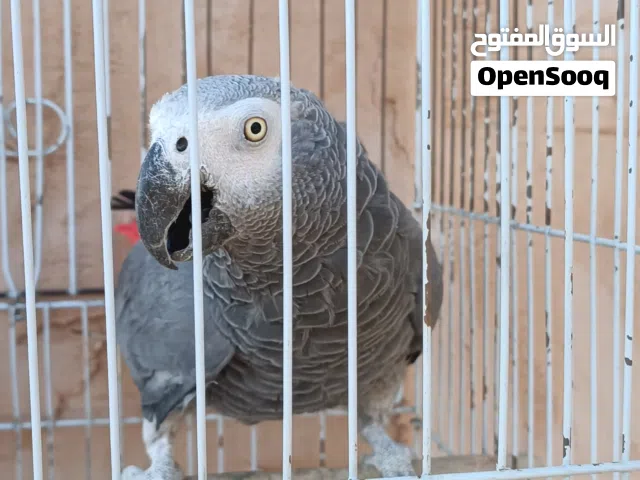 ببغاء زنجباري