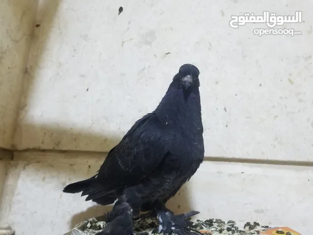 جوزين وطيره وثلاث فراخ