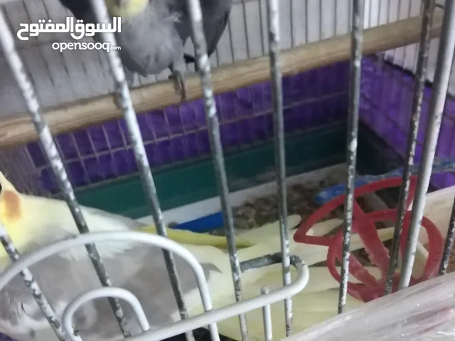 جوز كوكتيل شغال تحتهم بيض ما شاء الله جوز 100%
