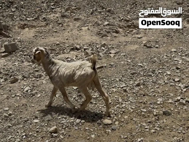 ذبايح للبيع