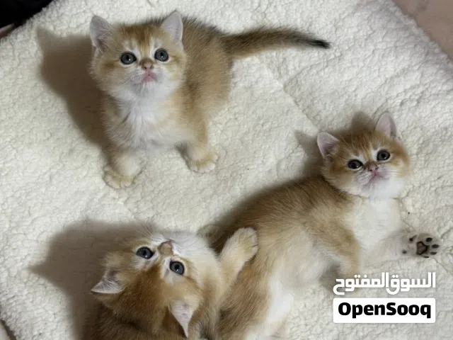 قطط بريتش غولد