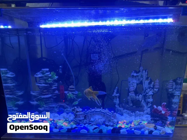 حوض سمك كبير