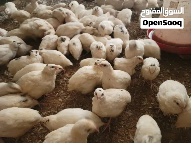 مطلوب سمان
