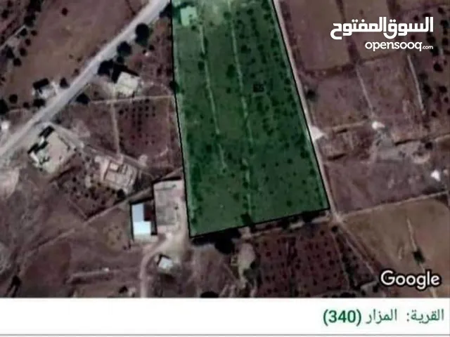 Farm Land for Sale in Irbid Al Mazar Al-Shamali