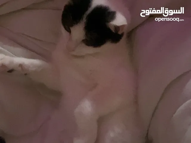 قطه بلدي للبيع