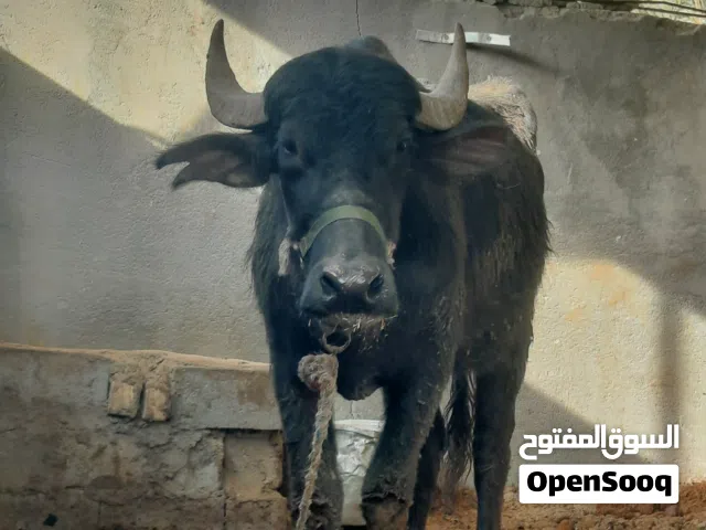 سلام عليكم جاموسه ام ثاني بطن وراهه شفج ولاد 3 اشهر تحلب وكتين حليبهه باليوم 4 كيلو سعر 3و 900