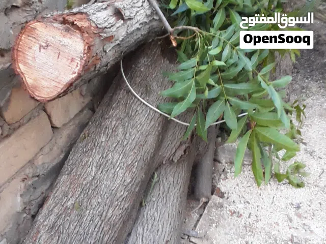 كروم الوز طرابلس السبعة حطب الوز طرابلس السبعة