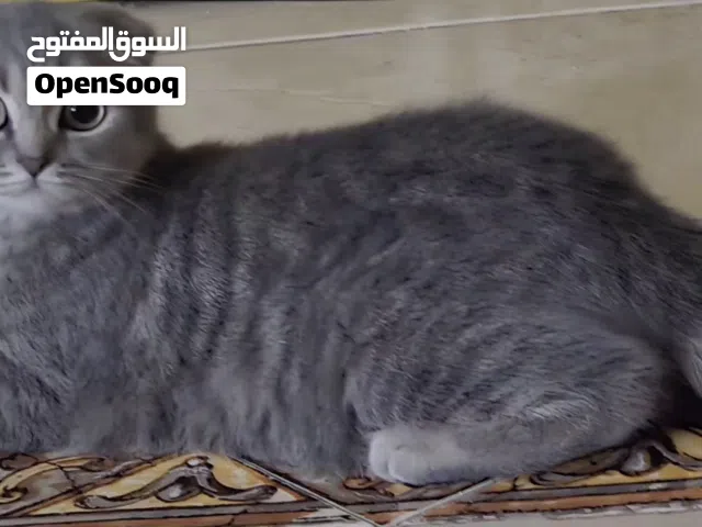 قطط سكوتش فولد للبيع