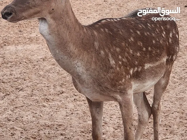 دكر ايل اوروبي فحل و مروض