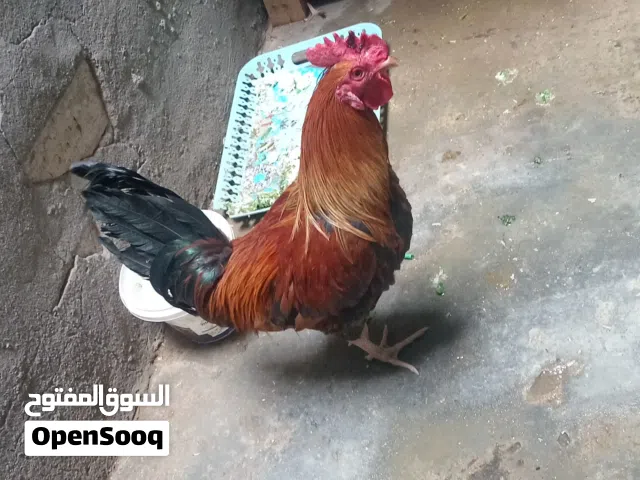 ديج البيع