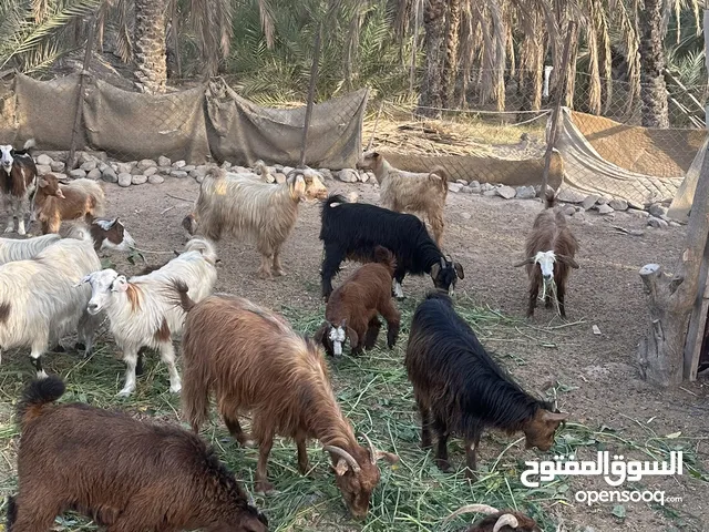 للبيع غنم من حلال بني سعيد