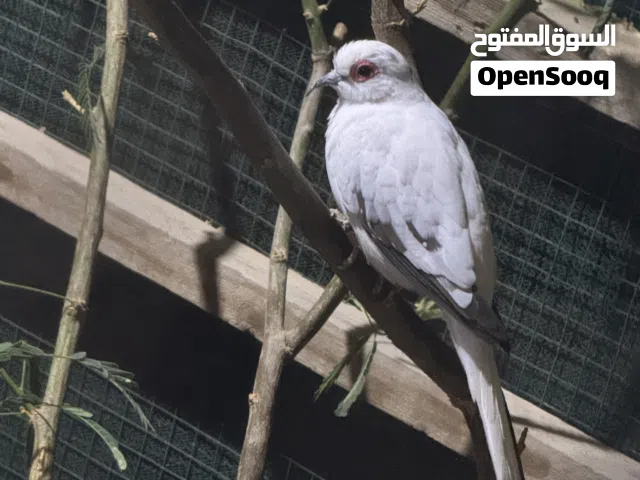 حمام ملكي ،،،،،،