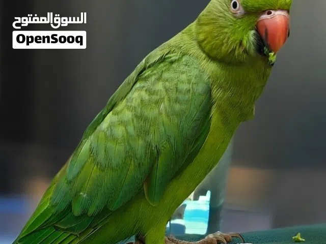 للبيع متوة خضراء