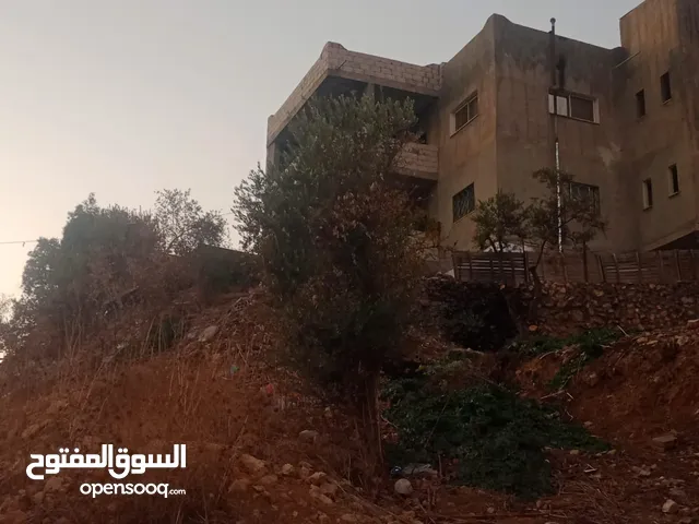 شجر زيتون العدد 21