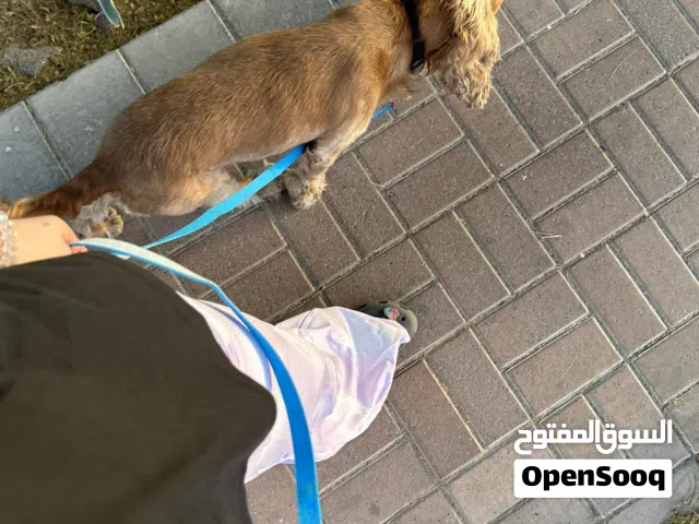كلب كوكر لي الاستبدال او البيع و قابل للتفاوض