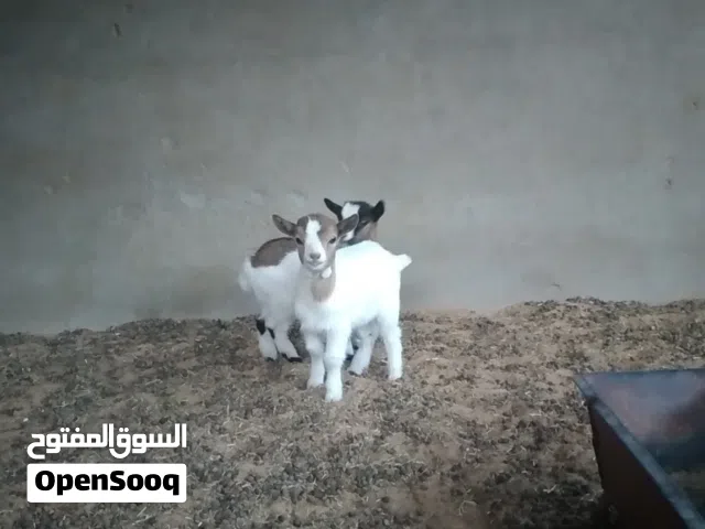 كوبيا فلبيني درجة للبيع