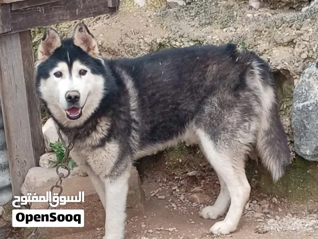 كلب هاسكي ضخم للبيع اقرأ الوصف الرقم الهاتف للواتس اب فقط