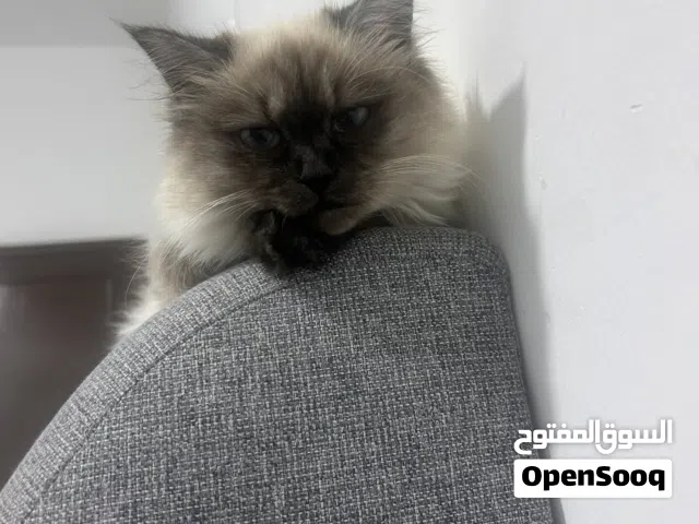 القطةًًًًًًًًًً