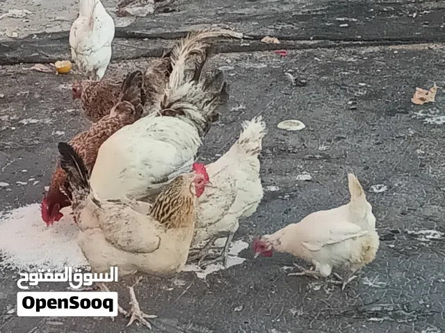 دجاج عربي للبيع