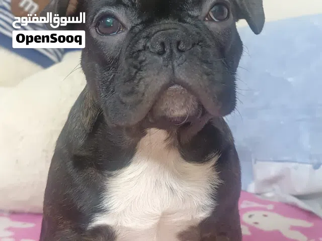 أجمل فرنش بلدوج  بنتين اهالى مستورده