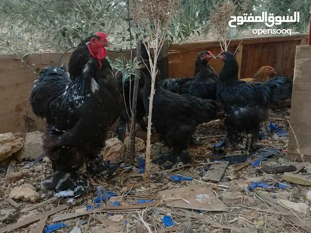 ديك براهمي