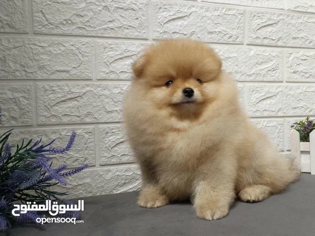Pomeranian to sell 3 months old female Ukraine origin