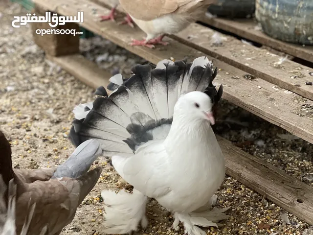 حمام شمسي و مدينه