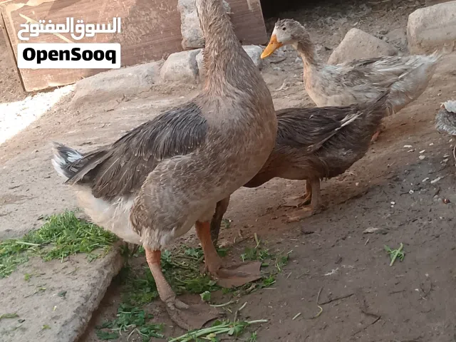 احسن برنامج