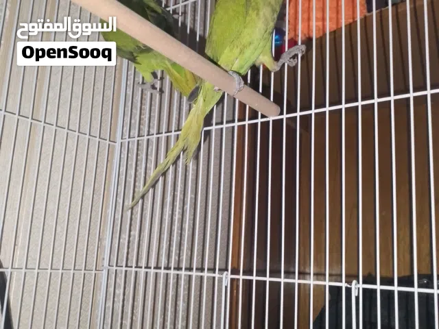 زوج درة افريقي للبيع أو مراوس