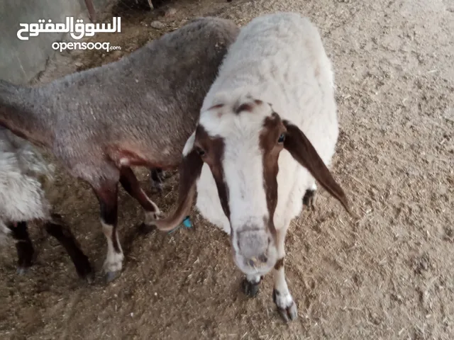 بسم الله ماشاء الله تبارك الرحمن نعجه رباعية قبرصيه مع تومها عبور وخروف للبيع أو البدل على ماعز