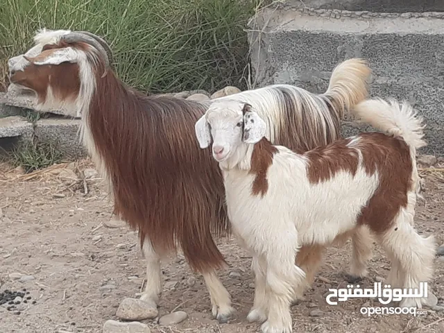 اغنام عمانية ماشاء الله
