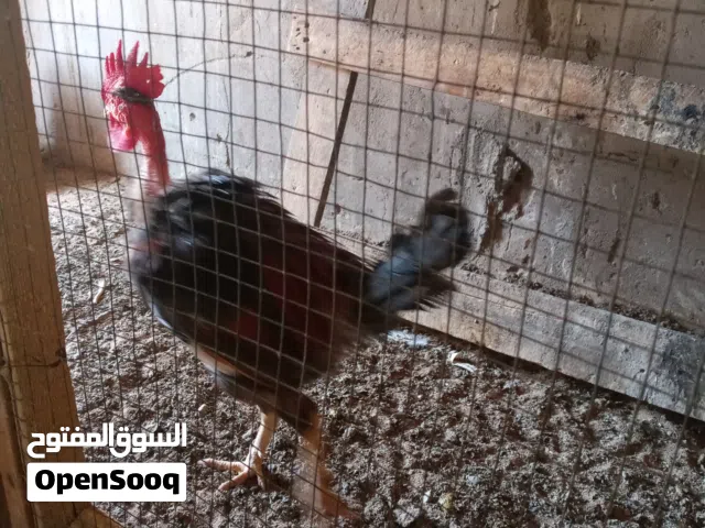 دجاج عرب ابوركيبه 5دجاجات اوديج أنضاف اوصحيات كورس القاح كامل ضدالمراض  دجاج بياض اوخيرمن رب الكريم