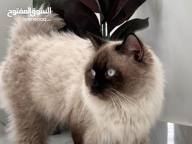 قطط ذكور للتزاوج