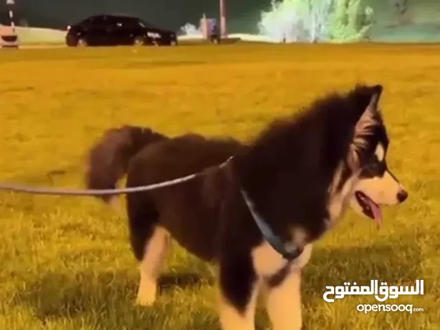 كلب هاسكي أنثى عمرها 4 شهور