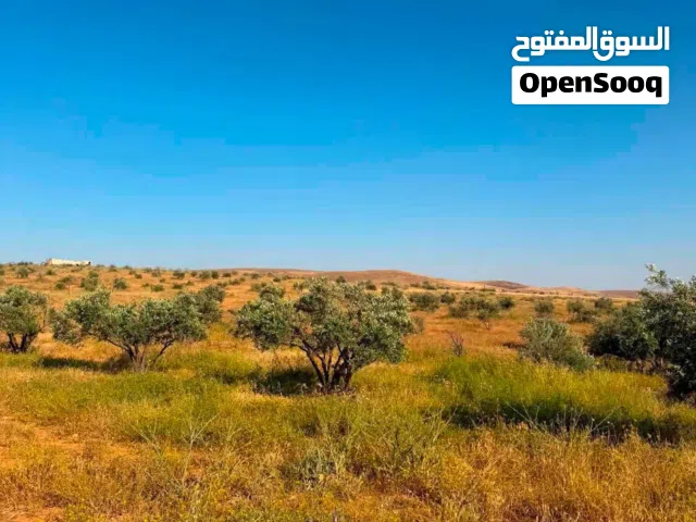 قطعة ارض مميزة (مشجرة زيتون) للبيع في الرمثا
