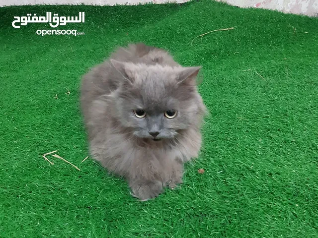 قطط للتبني