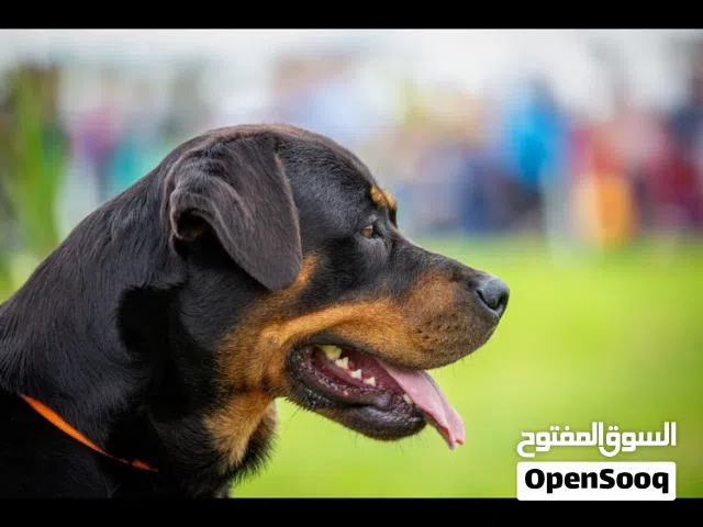 روت وايلر امريكي للبيع عمر 10 شهور  مدربة حراسه مع مدرب اعلى درجات التدريب