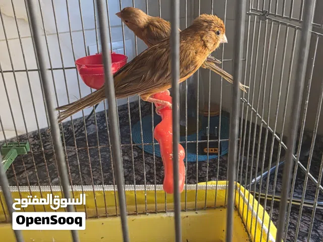 كناري جوز موردي كرزي معهم فرخين مع قفص معالفة ثلاث بطبربور