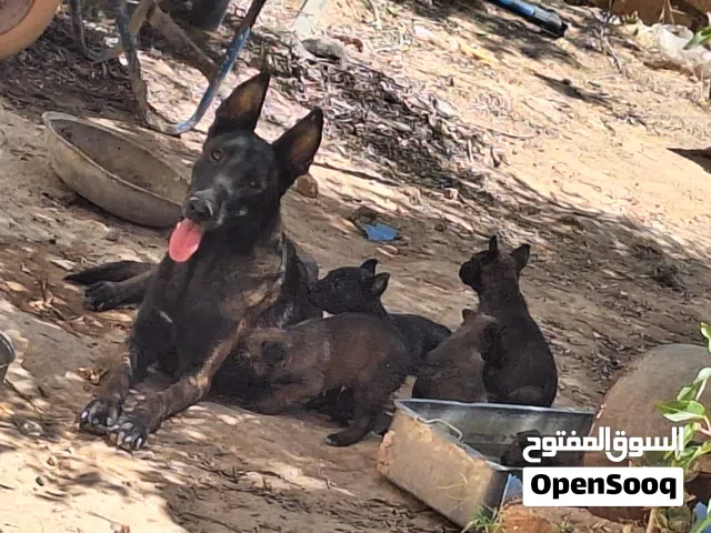 جراء مالينوا