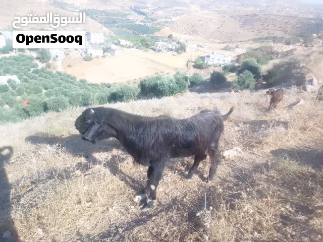 فحل شامي اصلي