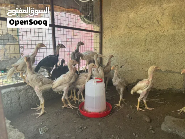 شامو الماني دجاج ودياكه اقرا التفاصيل توجد استماره اسفل لاعلان