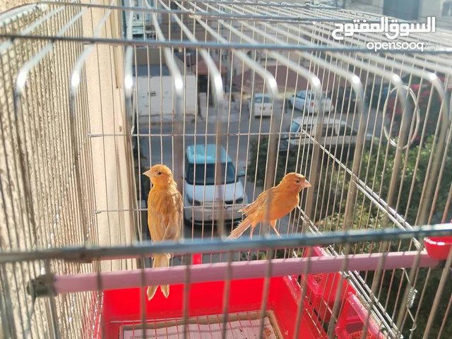 جوز كنار للبيع