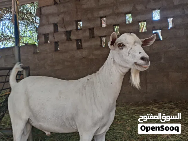 صخل صومالي للاضحية