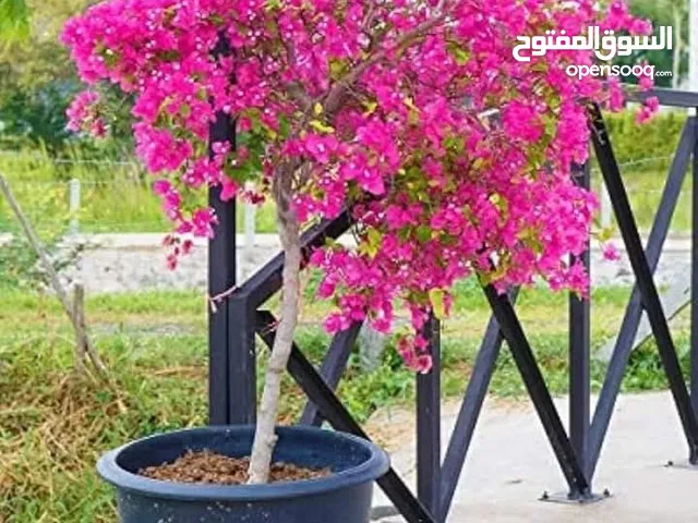 جميع انواع الاشجار وفريق لصيانة وتنسيق جميع الحدائق والأشجار