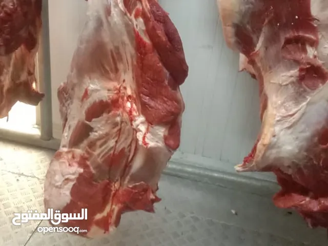 لحم الجمل الطازج لحم البقر الطازج