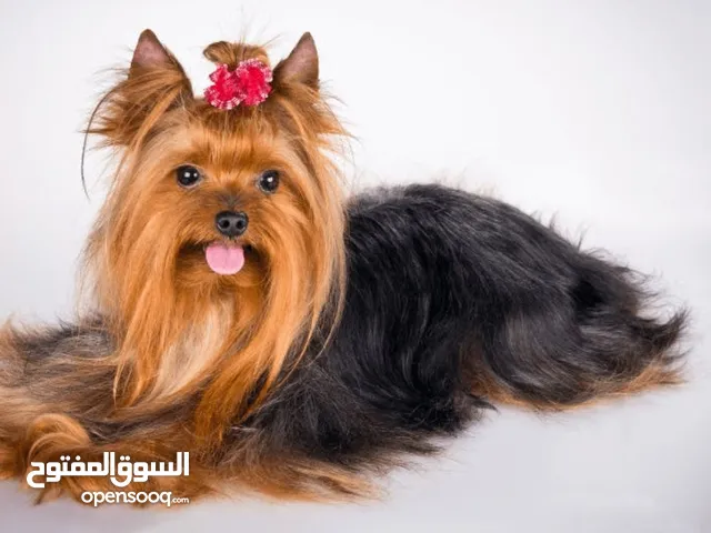 Yorkshire terrier dogs - Best Gift Option